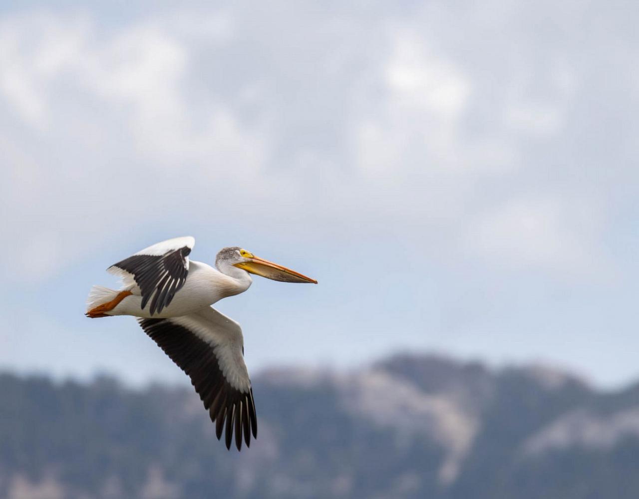 Birding Yellowstone, Birding North America, Bird watching Yellowstone, Wyoming, Nature Tour, Naturalist Journeys, Wildlife Tour, Wildlife Photography, Ecotourism, Specialty Birds, Birding Hotspot, Yellowstone National Park