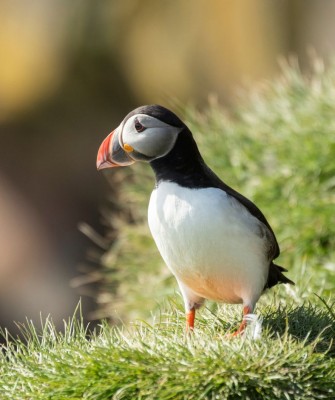 Birding Scotland, Bird Watching Scotland, United Kingdom, Scottish Isles, Naturalist Journeys, Wildlife Tour, Wildlife Photography, Ecotourism, Specialty Birds, Endemic Birds, Birding Hotspot, Cruise, Puffin