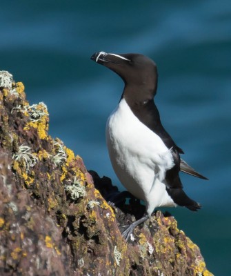 Birding Scotland, Bird Watching Scotland, United Kingdom, Scottish Isles, Naturalist Journeys, Wildlife Tour, Wildlife Photography, Ecotourism, Specialty Birds, Endemic Birds, Birding Hotspot, Cruise, Puffin