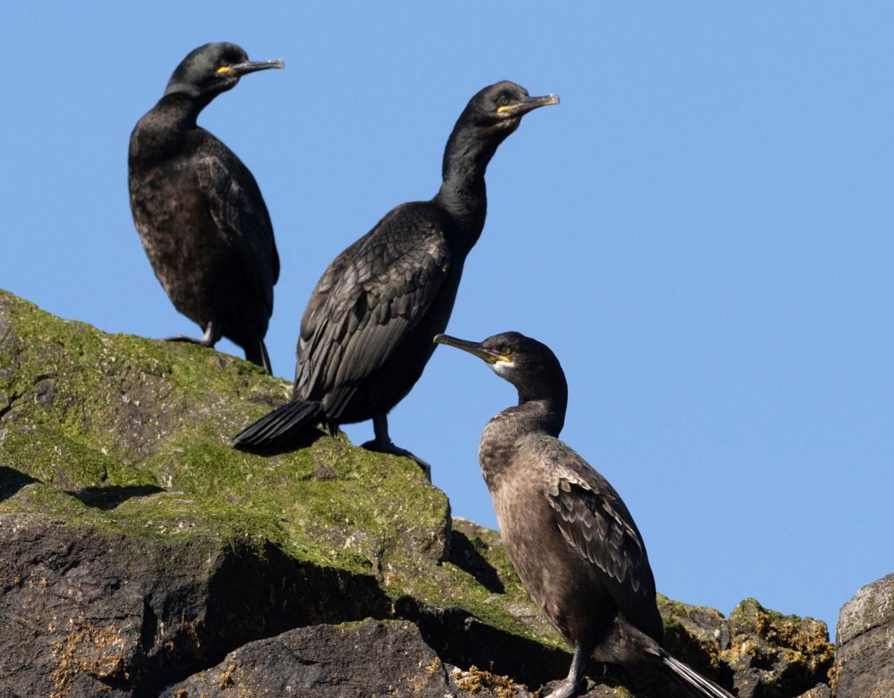 Birding Scotland, Bird Watching Scotland, United Kingdom, Scottish Isles, Naturalist Journeys, Wildlife Tour, Wildlife Photography, Ecotourism, Specialty Birds, Endemic Birds, Birding Hotspot, Cruise, Puffin