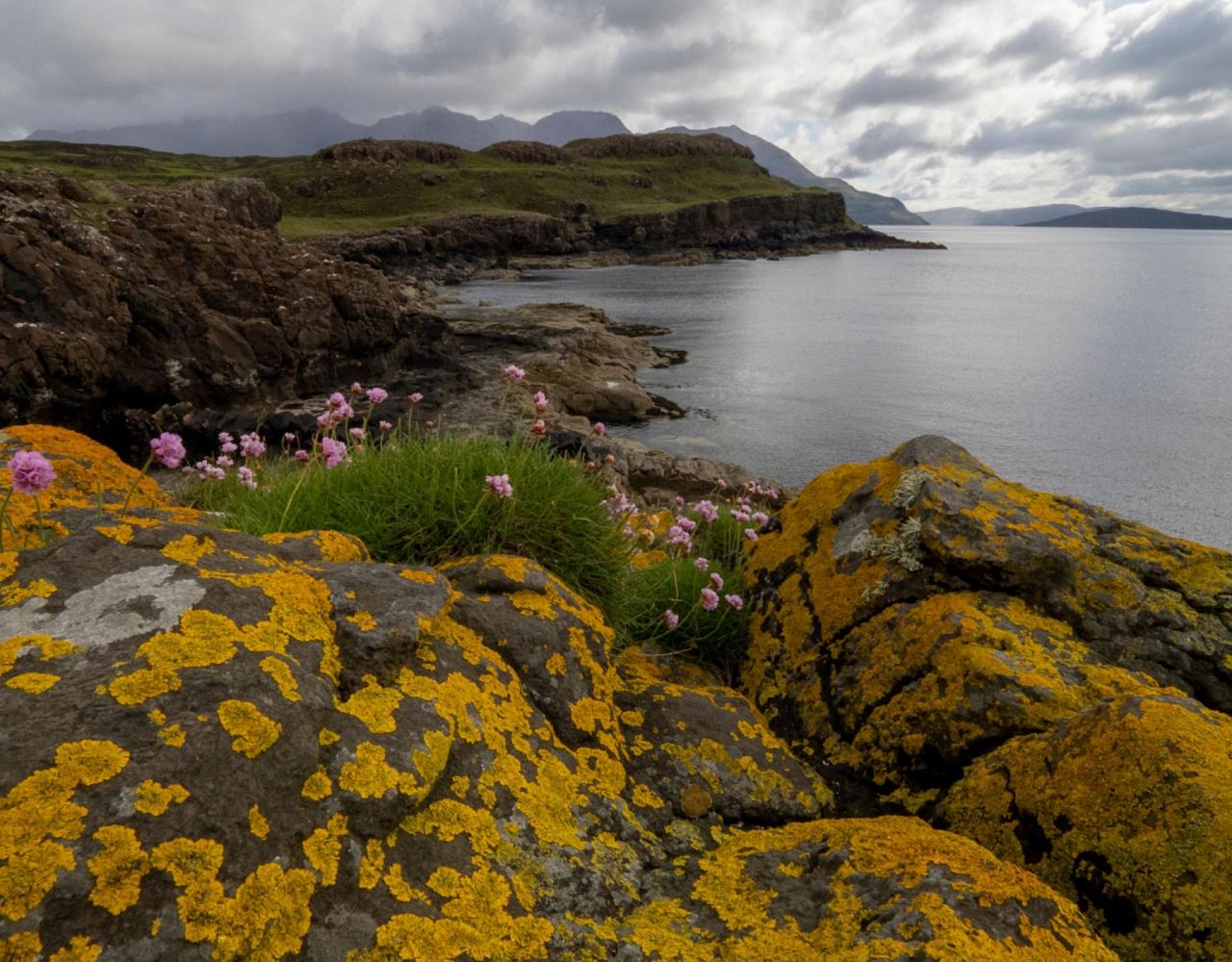 Birding Scotland, Bird Watching Scotland, United Kingdom, Scottish Isles, Naturalist Journeys, Wildlife Tour, Wildlife Photography, Ecotourism, Specialty Birds, Endemic Birds, Birding Hotspot, Cruise, Puffin