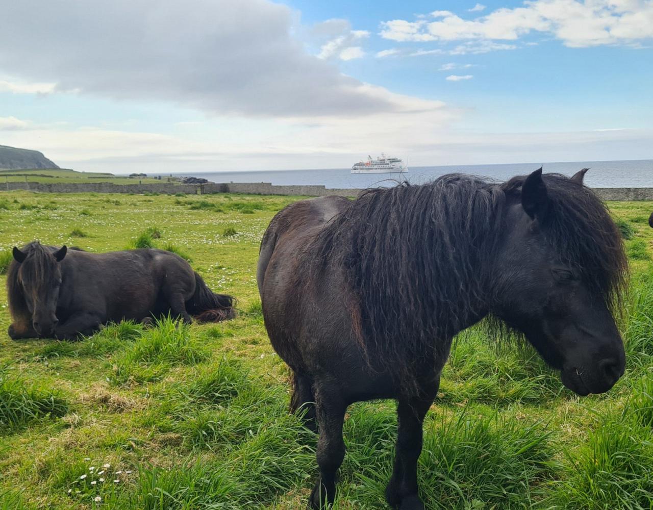 Birding Scotland, Bird Watching Scotland, United Kingdom, Scottish Isles, Naturalist Journeys, Wildlife Tour, Wildlife Photography, Ecotourism, Specialty Birds, Endemic Birds, Birding Hotspot, Cruise, Puffin