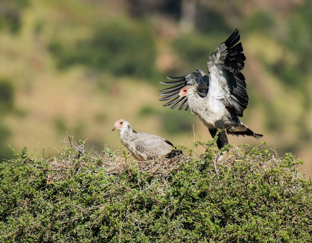 Birding Tanzania, Bird watching Tanzania, African birds, Naturalist Journeys, Wildlife Tour, Wildlife Photography, Ecotourism, Specialty Birds, Endemic Birds, Birding Hotspot, Ngorongoro Crater, Arusha National Park