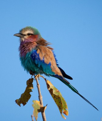 Lilac-breasted Roller, Birding Tanzania, Bird watching Tanzania, African birds, Naturalist Journeys, Wildlife Tour, Wildlife Photography, Ecotourism, Specialty Birds, Endemic Birds, Birding Hotspot, Ngorongoro Crater, Arusha National Park