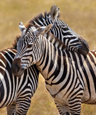 Zebra, Birding Tanzania, Bird watching Tanzania, African birds, Naturalist Journeys, Wildlife Tour, Wildlife Photography, Ecotourism, Specialty Birds, Endemic Birds, Birding Hotspot, Ngorongoro Crater, Arusha National Park