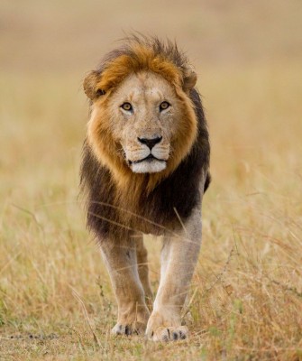 Lion, Birding Tanzania, Bird watching Tanzania, African birds, Naturalist Journeys, Wildlife Tour, Wildlife Photography, Ecotourism, Specialty Birds, Endemic Birds, Birding Hotspot, Ngorongoro Crater, Arusha National Park