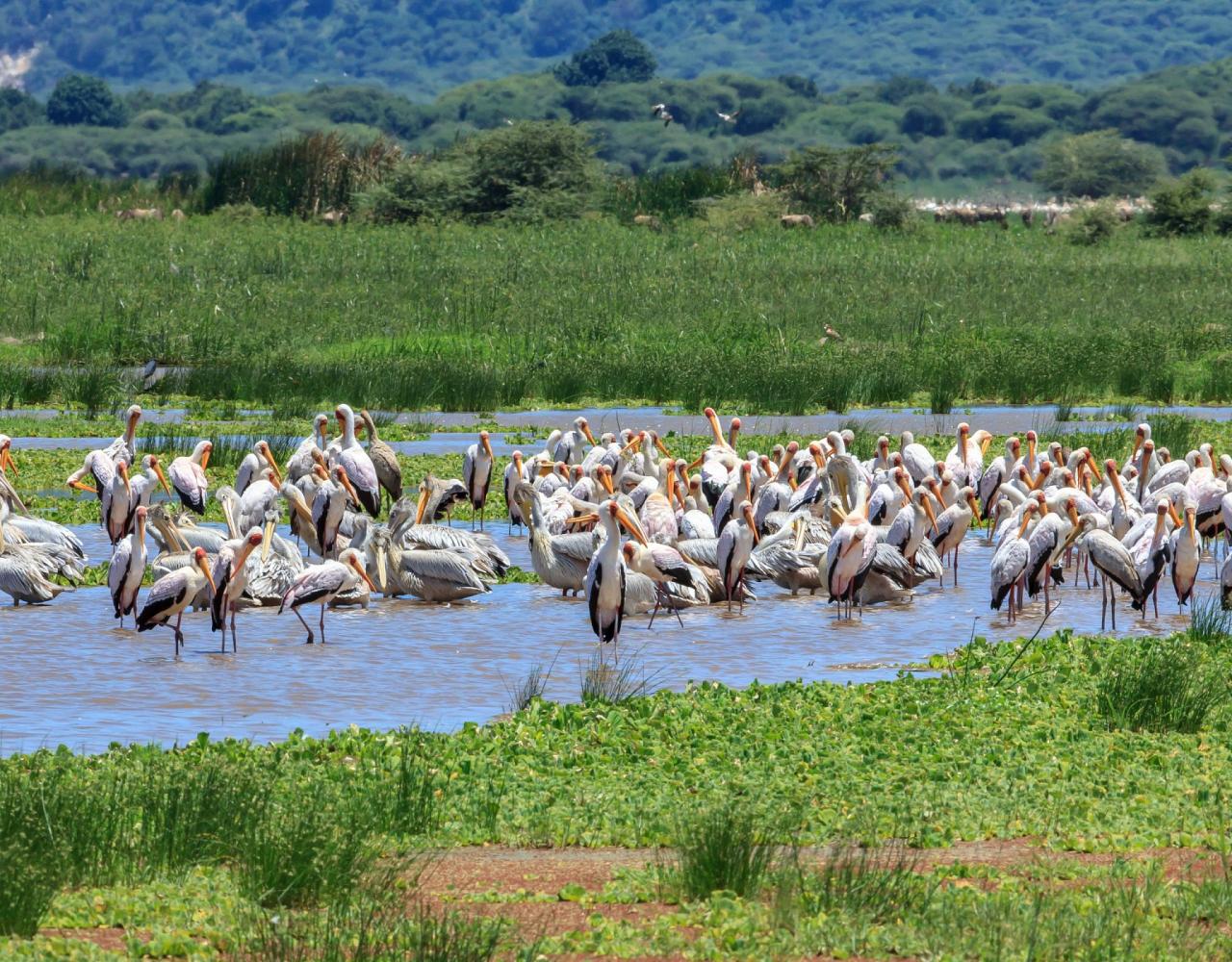 Birding Tanzania, Bird watching Tanzania, African birds, Naturalist Journeys, Wildlife Tour, Wildlife Photography, Ecotourism, Specialty Birds, Endemic Birds, Birding Hotspot, Ngorongoro Crater, Arusha National Park