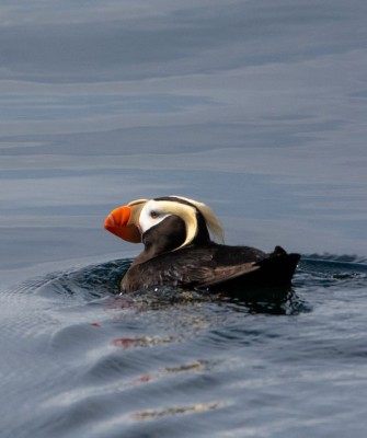 Birding Alaska, Bird Watching Alaska, Birding North America, Naturalist Journeys, Wildlife Tour, Wildlife Photography, Ecotourism, Specialty Birds, Endemic Birds, Birding Hotspot, Whale Watching