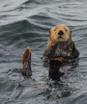 Birding Alaska, Bird Watching Alaska, Birding North America, Naturalist Journeys, Wildlife Tour, Wildlife Photography, Ecotourism, Specialty Birds, Endemic Birds, Birding Hotspot, Whale Watching