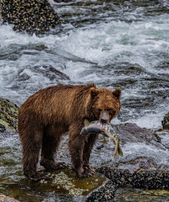 Birding Alaska, Bird Watching Alaska, Birding North America, Naturalist Journeys, Wildlife Tour, Wildlife Photography, Ecotourism, Specialty Birds, Endemic Birds, Birding Hotspot, Whale Watching