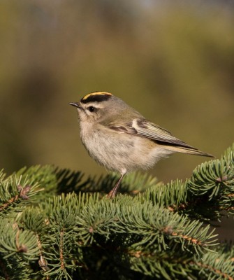 Birding Alaska, Bird Watching Alaska, Birding North America, Naturalist Journeys, Wildlife Tour, Wildlife Photography, Ecotourism, Specialty Birds, Endemic Birds, Birding Hotspot, Whale Watching