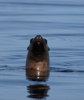 Birding Alaska, Bird Watching Alaska, Birding North America, Naturalist Journeys, Wildlife Tour, Wildlife Photography, Ecotourism, Specialty Birds, Endemic Birds, Birding Hotspot, Whale Watching