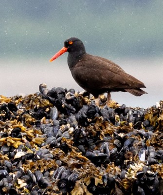 Birding Alaska, Bird Watching Alaska, Birding North America, Naturalist Journeys, Wildlife Tour, Wildlife Photography, Ecotourism, Specialty Birds, Endemic Birds, Birding Hotspot, Whale Watching