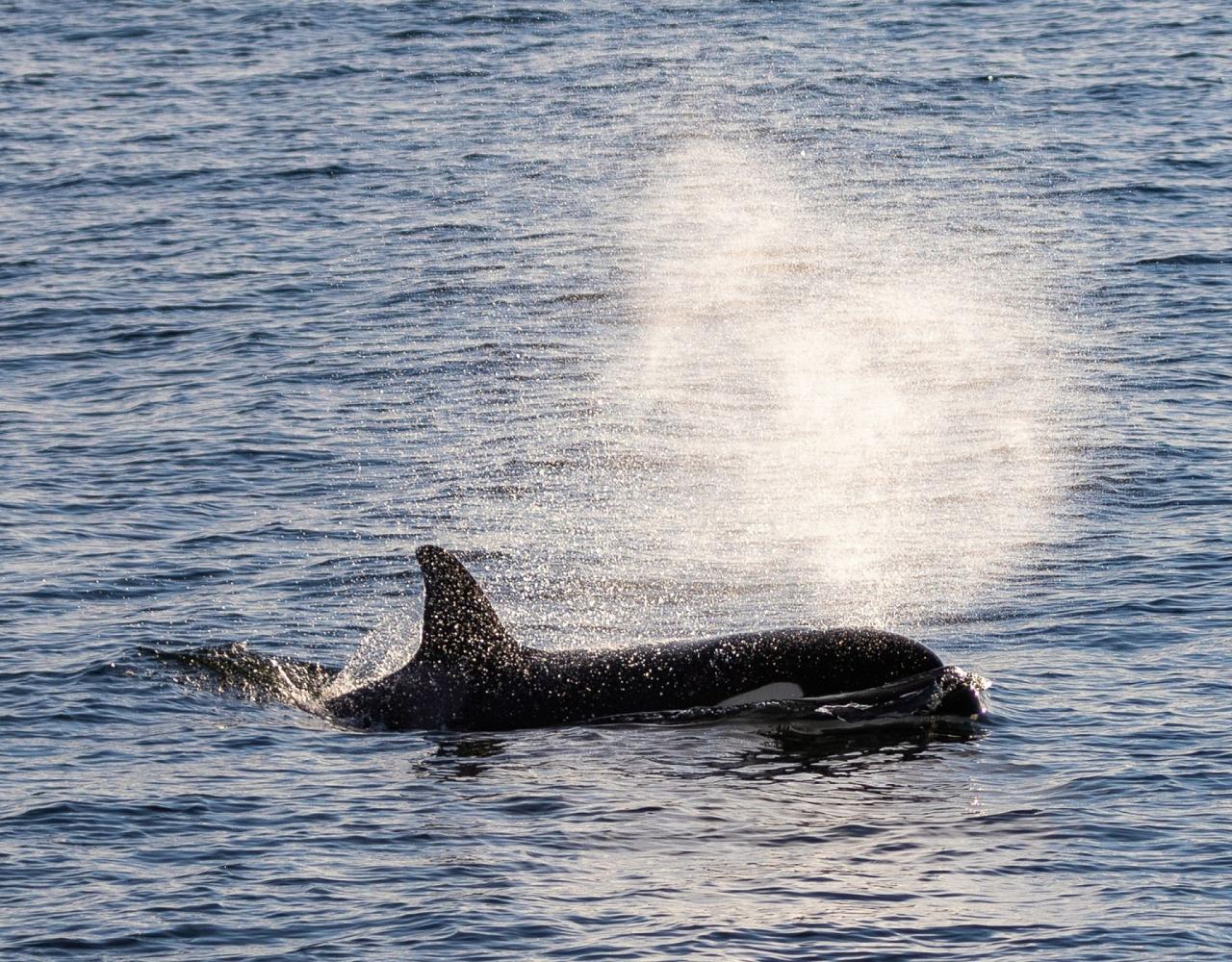 Birding Alaska, Bird Watching Alaska, Birding North America, Naturalist Journeys, Wildlife Tour, Wildlife Photography, Ecotourism, Specialty Birds, Endemic Birds, Birding Hotspot, Whale Watching