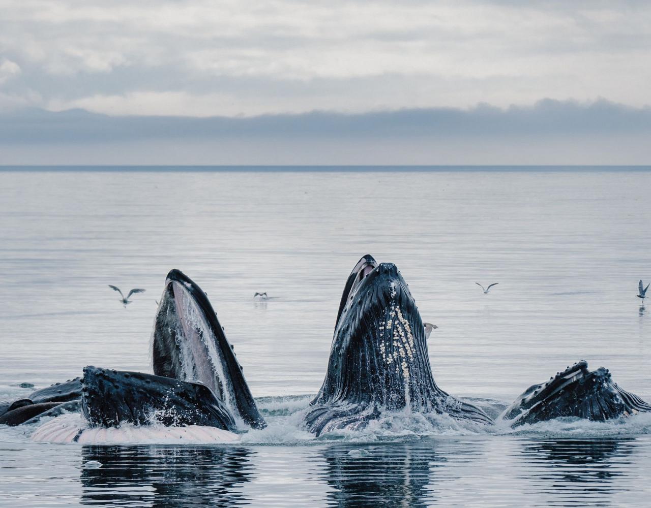 Birding Alaska, Bird Watching Alaska, Birding North America, Naturalist Journeys, Wildlife Tour, Wildlife Photography, Ecotourism, Specialty Birds, Endemic Birds, Birding Hotspot, Whale Watching