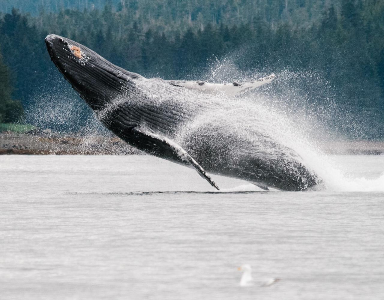 Birding Alaska, Bird Watching Alaska, Birding North America, Naturalist Journeys, Wildlife Tour, Wildlife Photography, Ecotourism, Specialty Birds, Endemic Birds, Birding Hotspot, Whale Watching