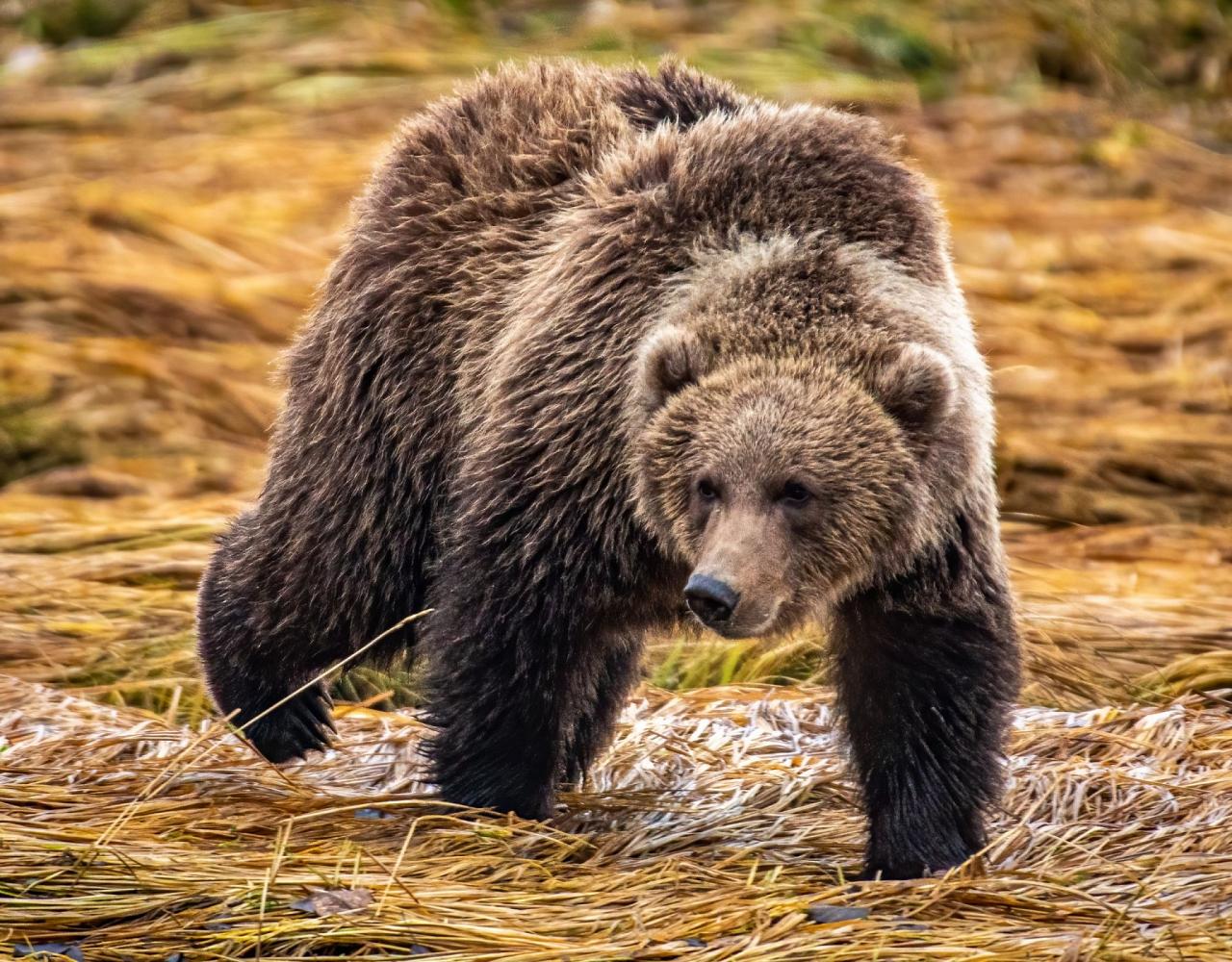 Birding Alaska, Alaskan Cruise, Bird Watching Alaska, Birding North America, Naturalist Journeys, Wildlife Tour, Wildlife Photography, Ecotourism, Specialty Birds, Endemic Birds, Birding Hotspot, Whale Watching