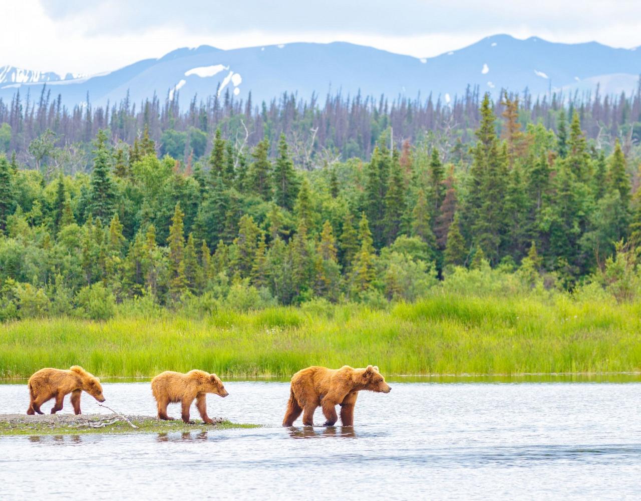 Birding Alaska, Bird Watching Alaska, Birding North America, Naturalist Journeys, Wildlife Tour, Wildlife Photography, Ecotourism, Specialty Birds, Endemic Birds, Birding Hotspot, Whale Watching