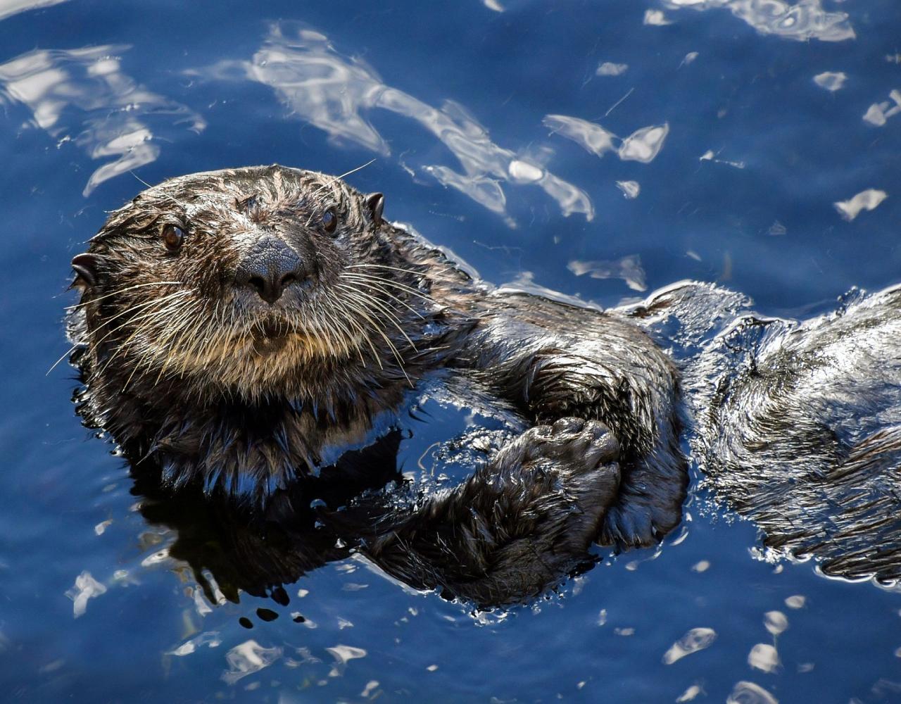 Birding Alaska, Alaskan Cruise, Bird Watching Alaska, Birding North America, Naturalist Journeys, Wildlife Tour, Wildlife Photography, Ecotourism, Specialty Birds, Endemic Birds, Birding Hotspot, Whale Watching