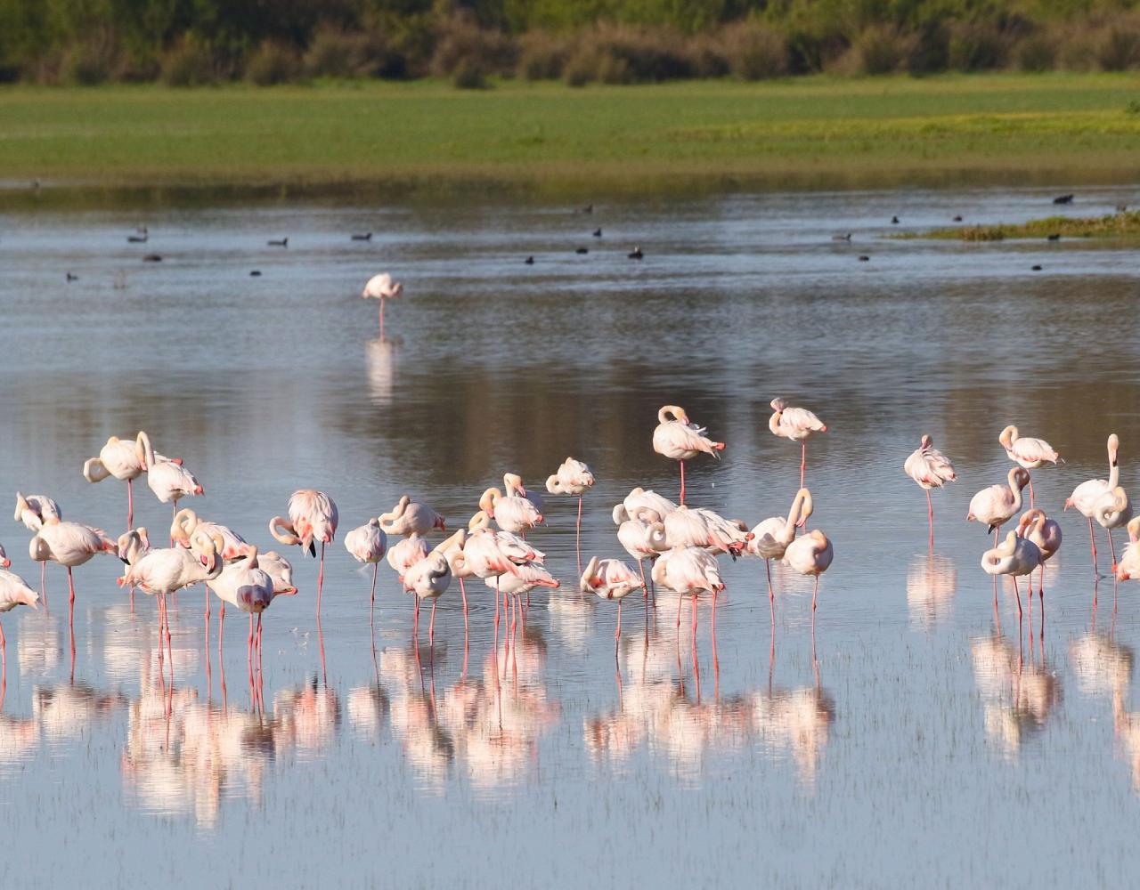 Birding Spain, Bird Watching Spain, European Birds, Naturalist Journeys, Wildlife Tour, Wildlife Photography, Ecotourism, Specialty Birds, Endemic Birds, Birding Hotspot