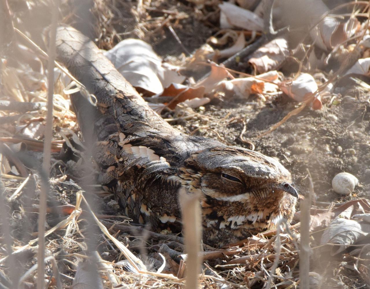 Birding Spain, Bird Watching Spain, European Birds, Naturalist Journeys, Wildlife Tour, Wildlife Photography, Ecotourism, Specialty Birds, Endemic Birds, Birding Hotspot