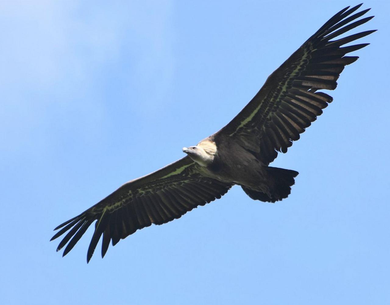 Birding Spain, Bird Watching Spain, European Birds, Naturalist Journeys, Wildlife Tour, Wildlife Photography, Ecotourism, Specialty Birds, Endemic Birds, Birding Hotspot