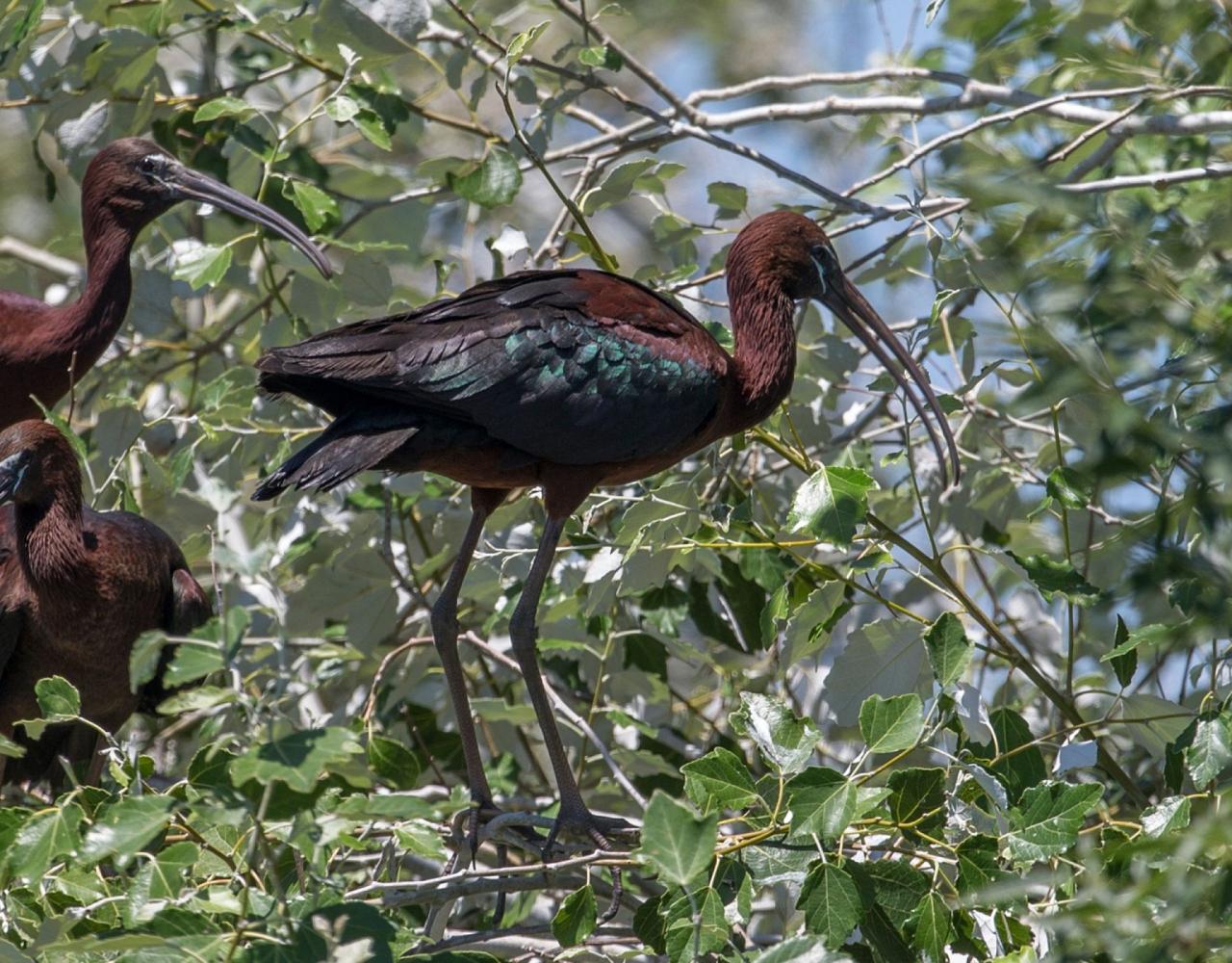 Birding Spain, Bird Watching Spain, European Birds, Naturalist Journeys, Wildlife Tour, Wildlife Photography, Ecotourism, Specialty Birds, Endemic Birds, Birding Hotspot