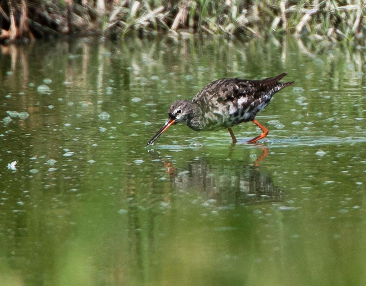 Birding Spain, Bird Watching Spain, European Birds, Naturalist Journeys, Wildlife Tour, Wildlife Photography, Ecotourism, Specialty Birds, Endemic Birds, Birding Hotspot