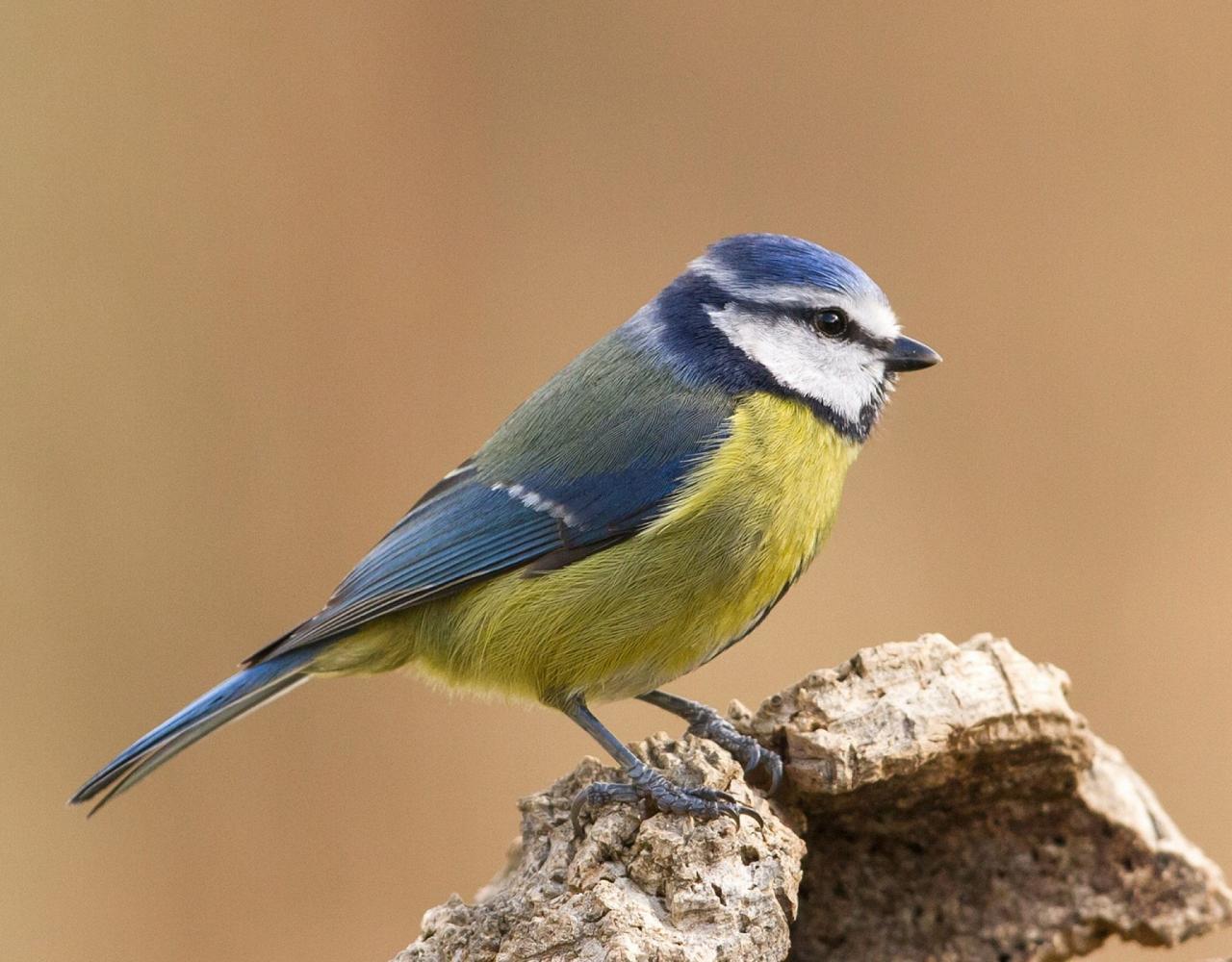 Birding Spain, Bird Watching Spain, European Birds, Naturalist Journeys, Wildlife Tour, Wildlife Photography, Ecotourism, Specialty Birds, Endemic Birds, Birding Hotspot