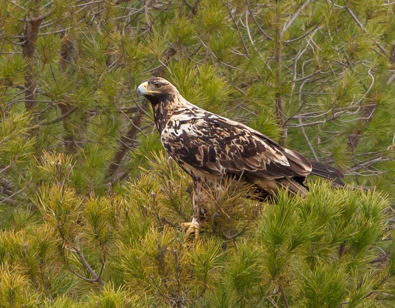 Birding Spain, Bird Watching Spain, European Birds, Naturalist Journeys, Wildlife Tour, Wildlife Photography, Ecotourism, Specialty Birds, Endemic Birds, Birding Hotspot