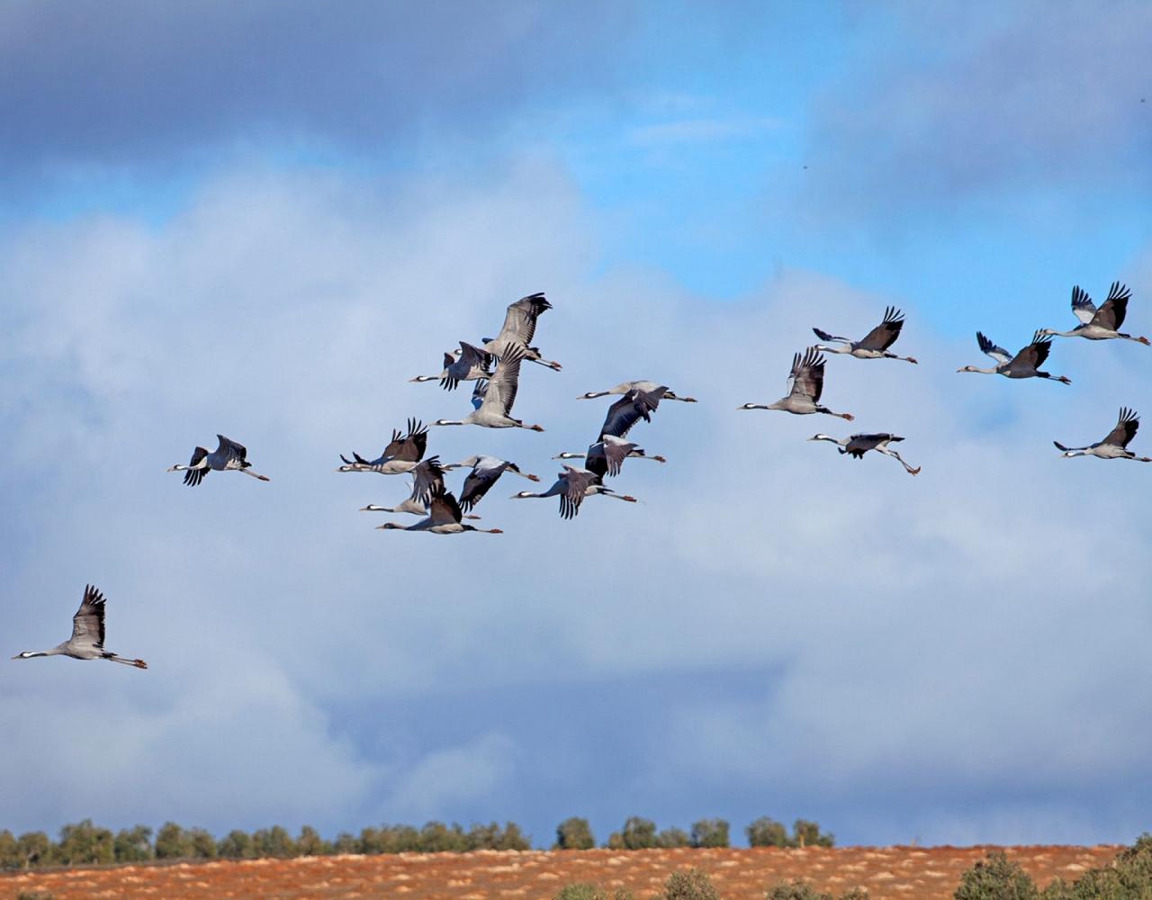 Birding Spain, Bird Watching Spain, European Birds, Naturalist Journeys, Wildlife Tour, Wildlife Photography, Ecotourism, Specialty Birds, Endemic Birds, Birding Hotspot