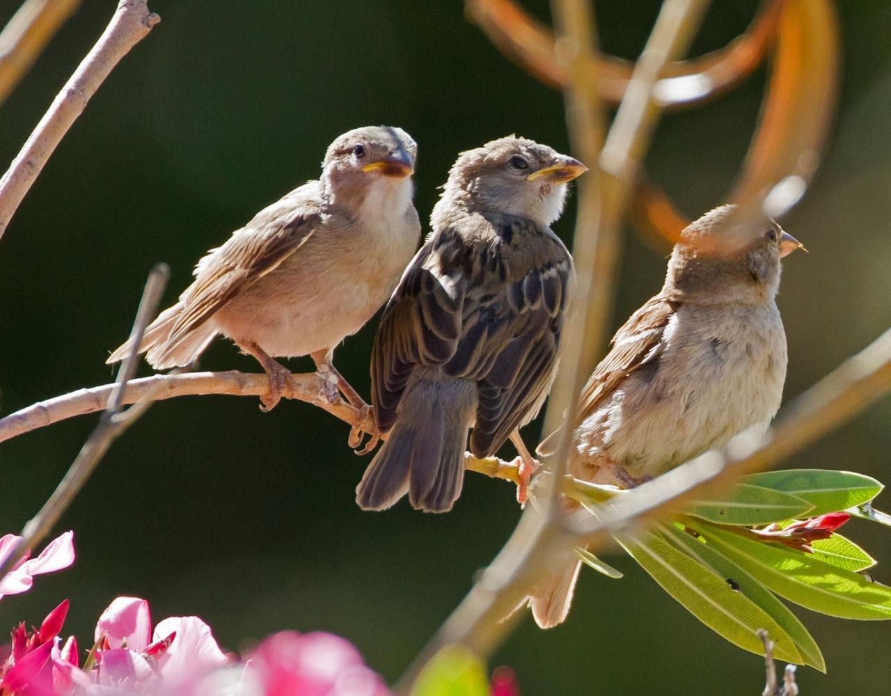 Birding Spain, Bird Watching Spain, European Birds, Naturalist Journeys, Wildlife Tour, Wildlife Photography, Ecotourism, Specialty Birds, Endemic Birds, Birding Hotspot