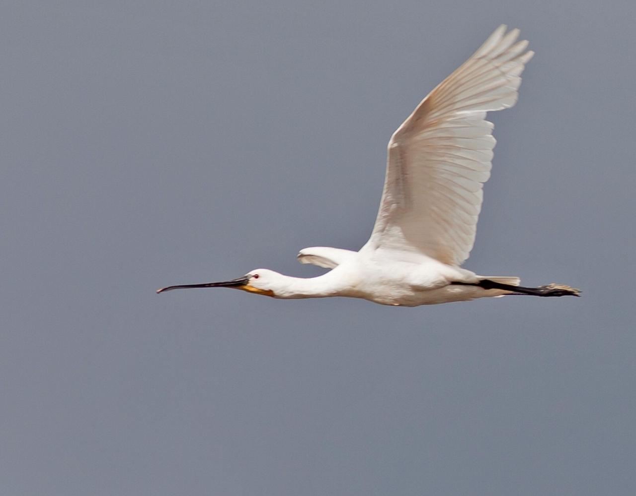 Birding Spain, Bird Watching Spain, European Birds, Naturalist Journeys, Wildlife Tour, Wildlife Photography, Ecotourism, Specialty Birds, Endemic Birds, Birding Hotspot