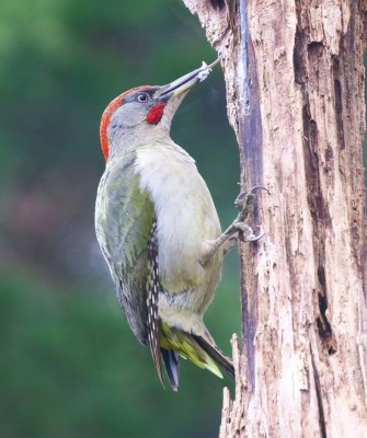 Birding Spain, Bird Watching Spain, European Birds, Naturalist Journeys, Wildlife Tour, Wildlife Photography, Ecotourism, Specialty Birds, Endemic Birds, Birding Hotspot