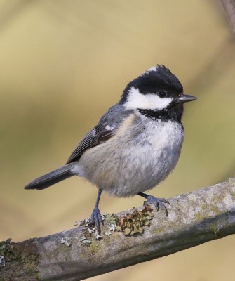 Birding Spain, Bird Watching Spain, European Birds, Naturalist Journeys, Wildlife Tour, Wildlife Photography, Ecotourism, Specialty Birds, Endemic Birds, Birding Hotspot