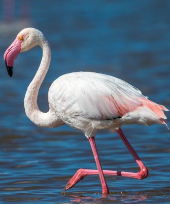 Birding Spain, Bird Watching Spain, European Birds, Naturalist Journeys, Wildlife Tour, Wildlife Photography, Ecotourism, Specialty Birds, Endemic Birds, Birding Hotspot