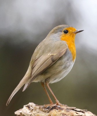 Birding Spain, Bird Watching Spain, European Birds, Naturalist Journeys, Wildlife Tour, Wildlife Photography, Ecotourism, Specialty Birds, Endemic Birds, Birding Hotspot