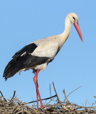 Birding Spain, Bird Watching Spain, European Birds, Naturalist Journeys, Wildlife Tour, Wildlife Photography, Ecotourism, Specialty Birds, Endemic Birds, Birding Hotspot