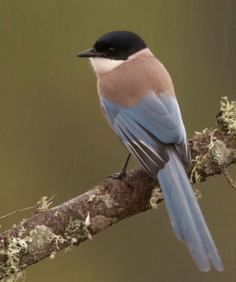 Birding Spain, Bird Watching Spain, European Birds, Naturalist Journeys, Wildlife Tour, Wildlife Photography, Ecotourism, Specialty Birds, Endemic Birds, Birding Hotspot