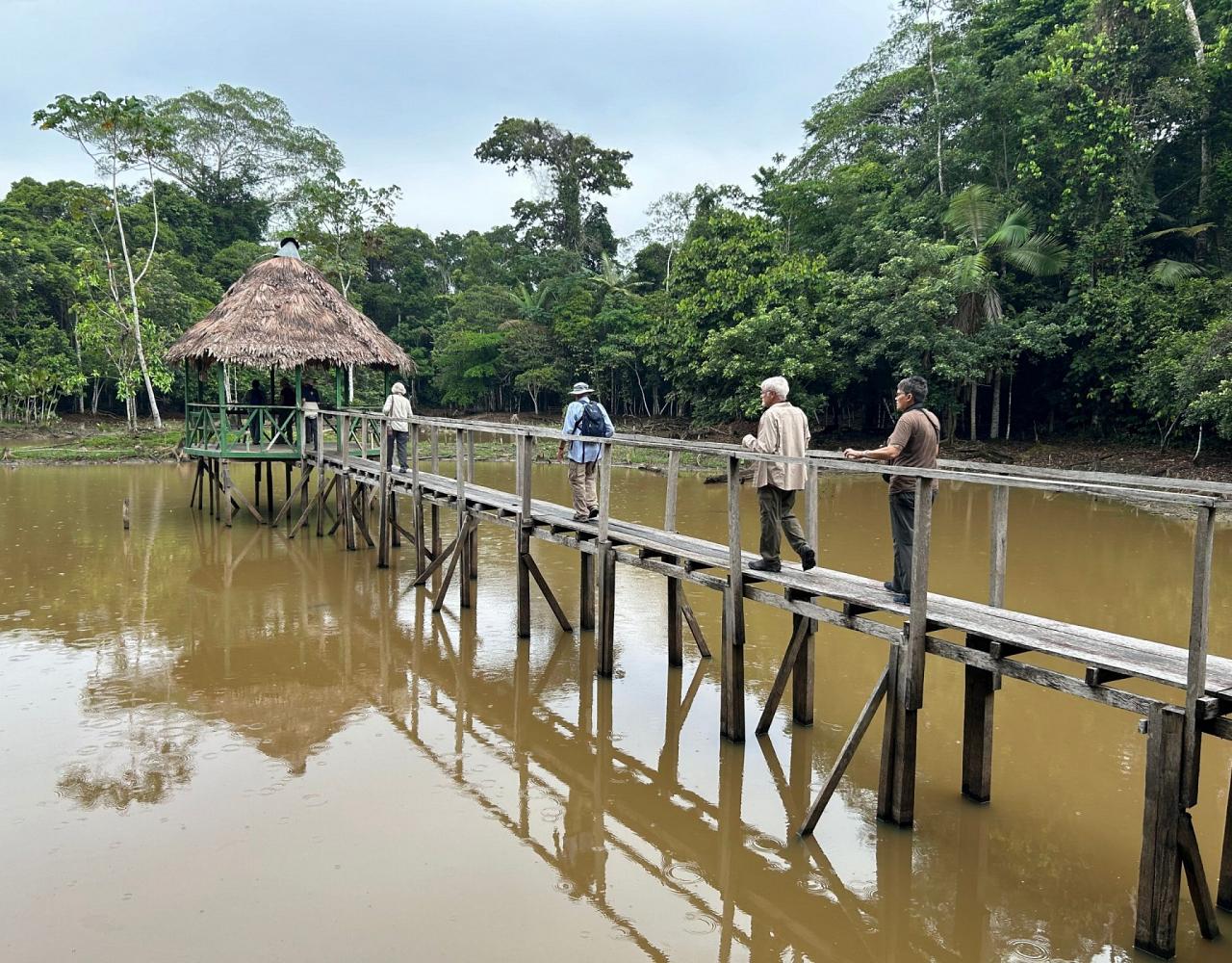 Birding the Amazon, Bird watching South America, Nature Tour, Amazon River, Naturalist Journeys, Wildlife Tour, Wildlife Photography, Ecotourism, Specialty Birds, Birding Hotspot, Endemic Birds