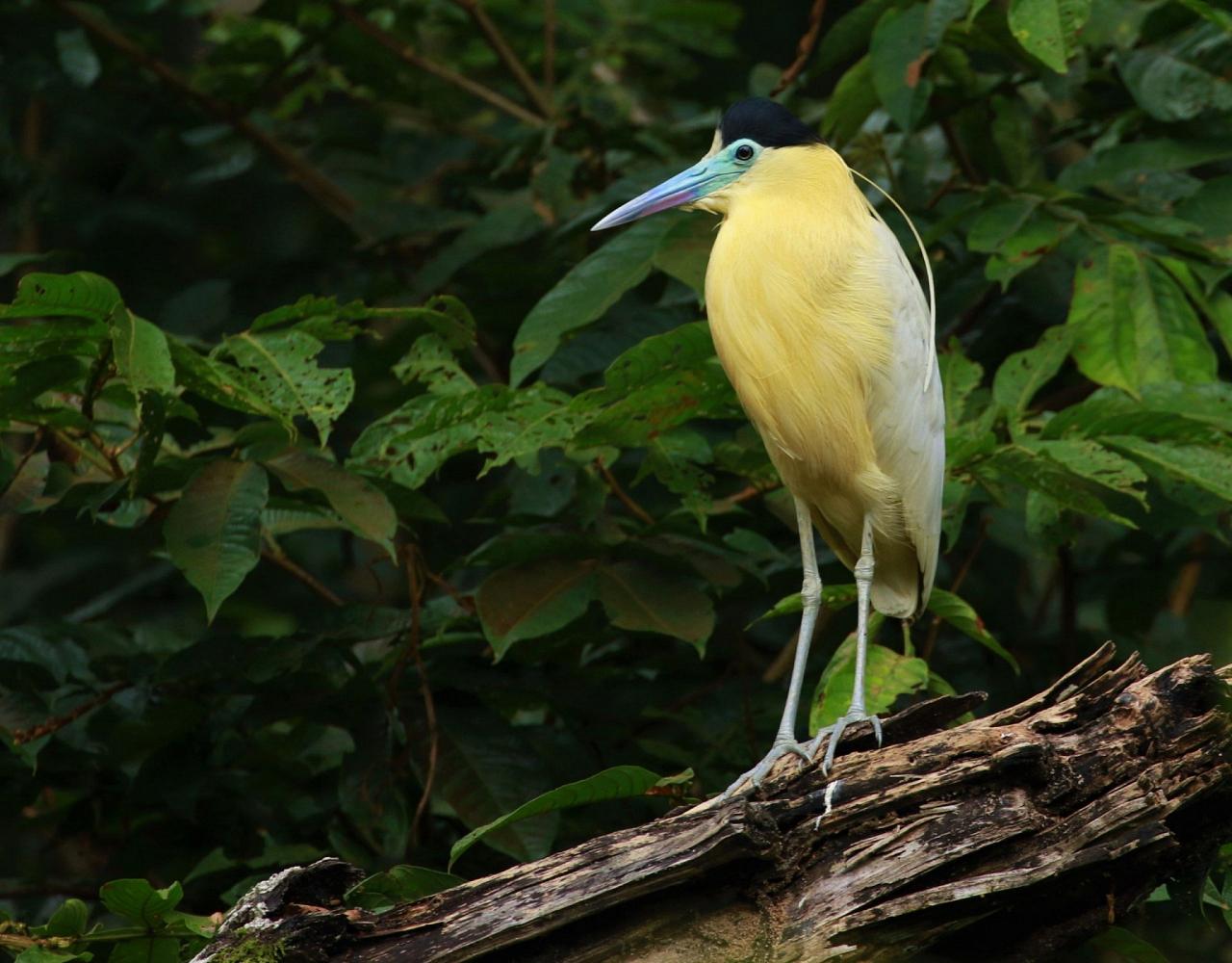 Birding the Amazon, Bird watching South America, Nature Tour, Amazon River, Naturalist Journeys, Wildlife Tour, Wildlife Photography, Ecotourism, Specialty Birds, Birding Hotspot, Endemic Birds