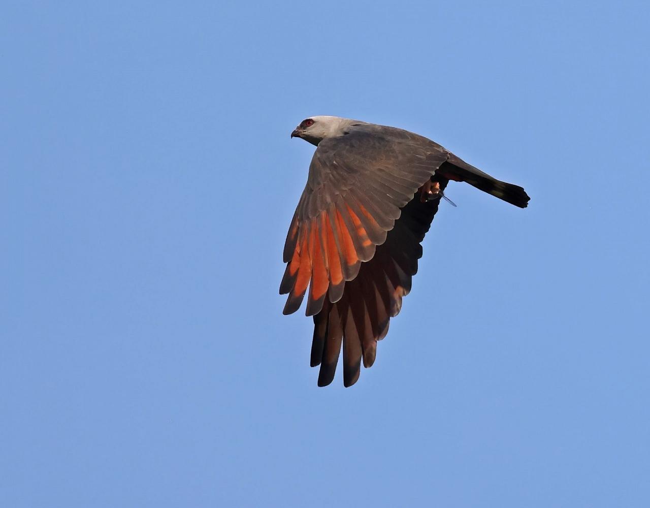 Birding the Amazon, Bird watching South America, Nature Tour, Amazon River, Naturalist Journeys, Wildlife Tour, Wildlife Photography, Ecotourism, Specialty Birds, Birding Hotspot, Endemic Birds