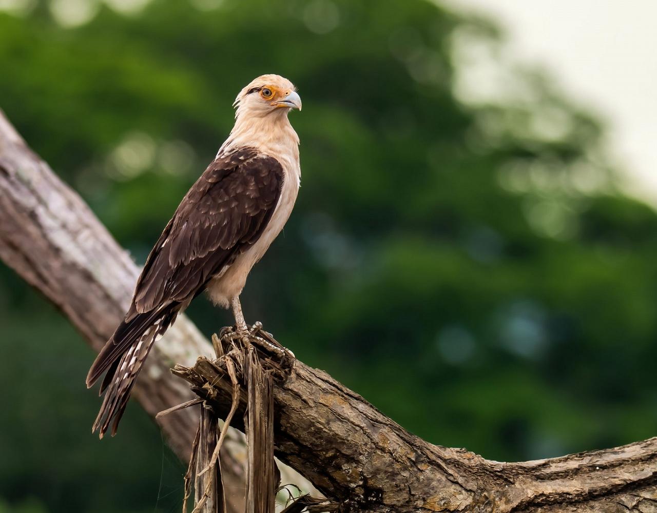 Birding the Amazon, Bird watching South America, Nature Tour, Amazon River, Naturalist Journeys, Wildlife Tour, Wildlife Photography, Ecotourism, Specialty Birds, Birding Hotspot, Endemic Birds