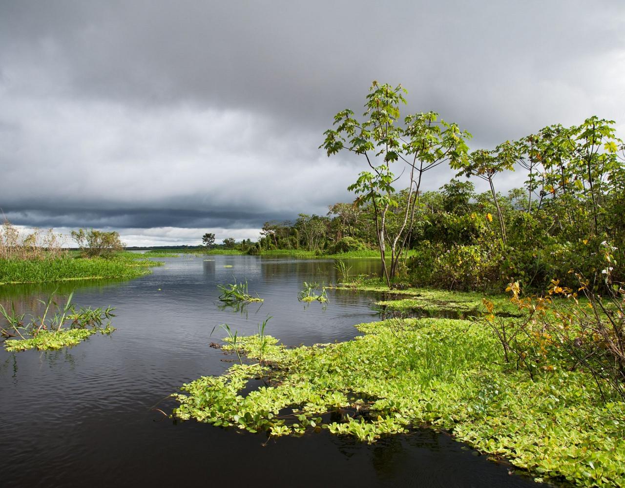 Birding the Amazon, Bird watching South America, Nature Tour, Amazon River, Naturalist Journeys, Wildlife Tour, Wildlife Photography, Ecotourism, Specialty Birds, Birding Hotspot, Endemic Birds