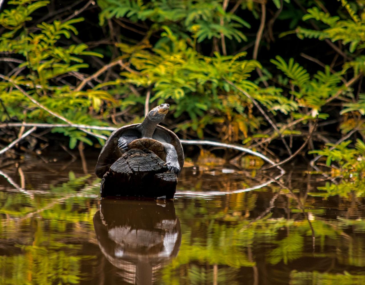 Birding the Amazon, Bird watching South America, Nature Tour, Amazon River, Naturalist Journeys, Wildlife Tour, Wildlife Photography, Ecotourism, Specialty Birds, Birding Hotspot, Endemic Birds