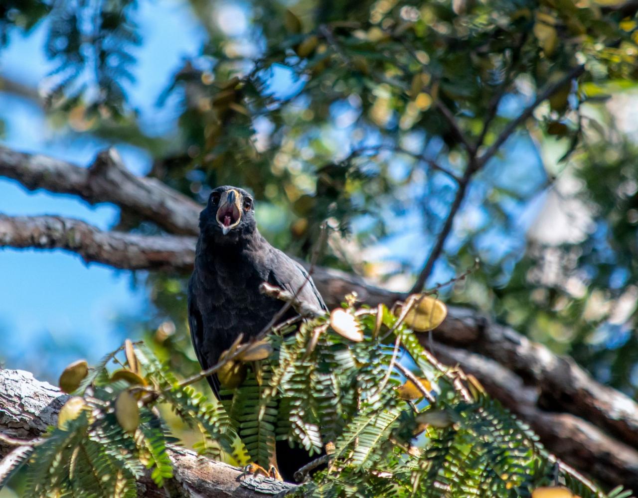 Birding the Amazon, Bird watching South America, Nature Tour, Amazon River, Naturalist Journeys, Wildlife Tour, Wildlife Photography, Ecotourism, Specialty Birds, Birding Hotspot, Endemic Birds