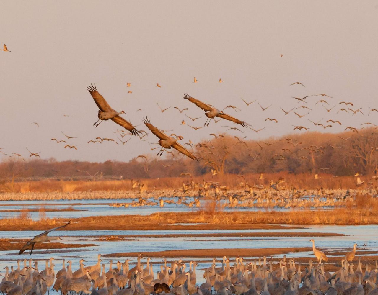 Birding Nebraska, Platte River, Bird watching Nebraska, Audubon Rowe Sanctuary, Naturalist Journeys, Wildlife Tour, Wildlife Photography, Ecotourism, Specialty Birds, Birding Hotspot, Sandhill Cranes