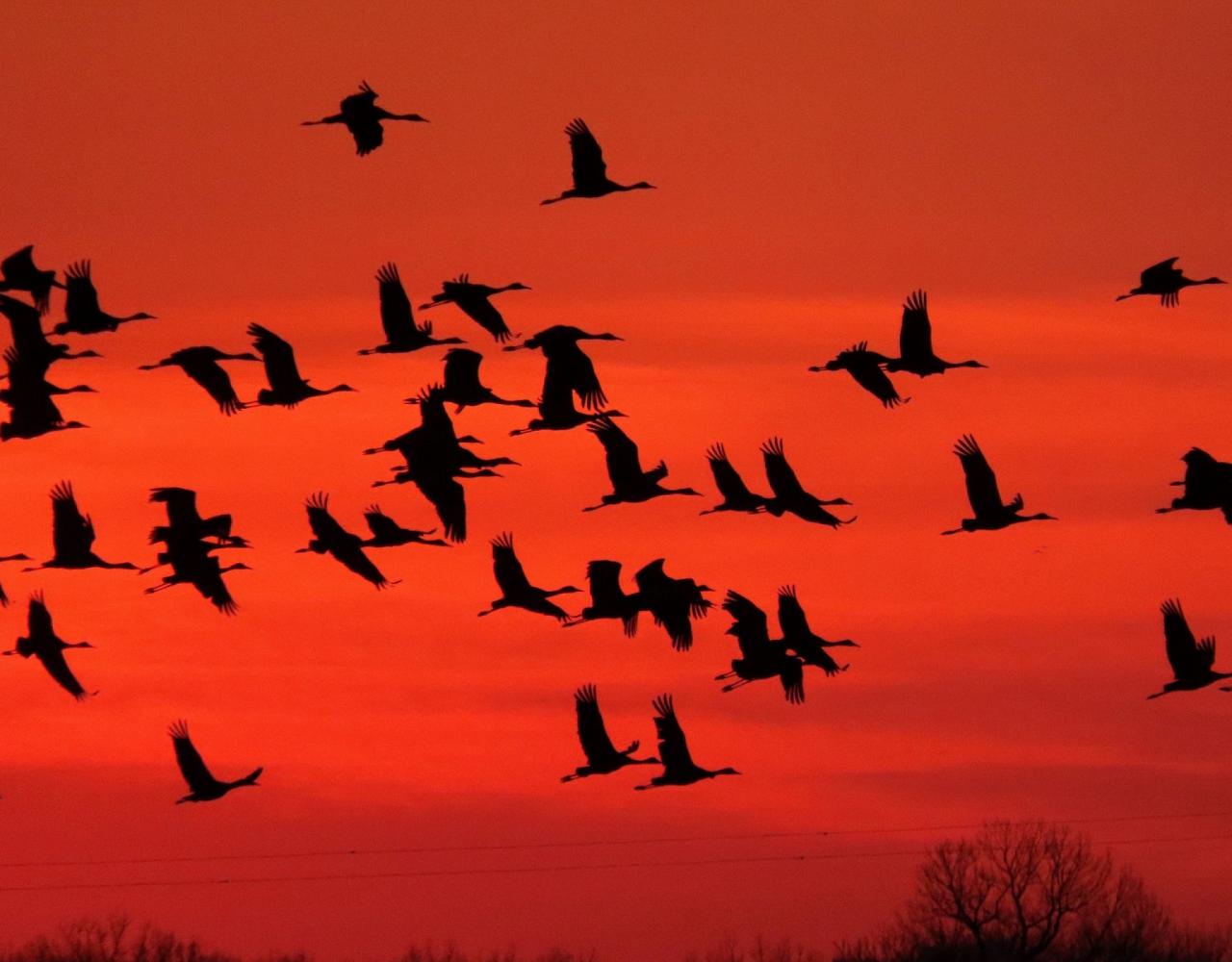 Birding Nebraska, Platte River, Bird watching Nebraska, Audubon Rowe Sanctuary, Naturalist Journeys, Wildlife Tour, Wildlife Photography, Ecotourism, Specialty Birds, Birding Hotspot, Sandhill Cranes