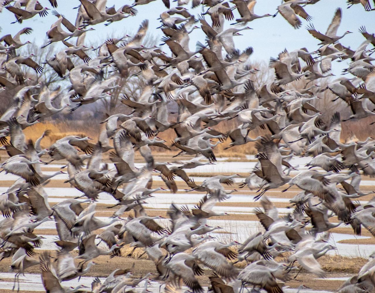 Birding Nebraska, Platte River, Bird watching Nebraska, Audubon Rowe Sanctuary, Naturalist Journeys, Wildlife Tour, Wildlife Photography, Ecotourism, Specialty Birds, Birding Hotspot, Sandhill Cranes