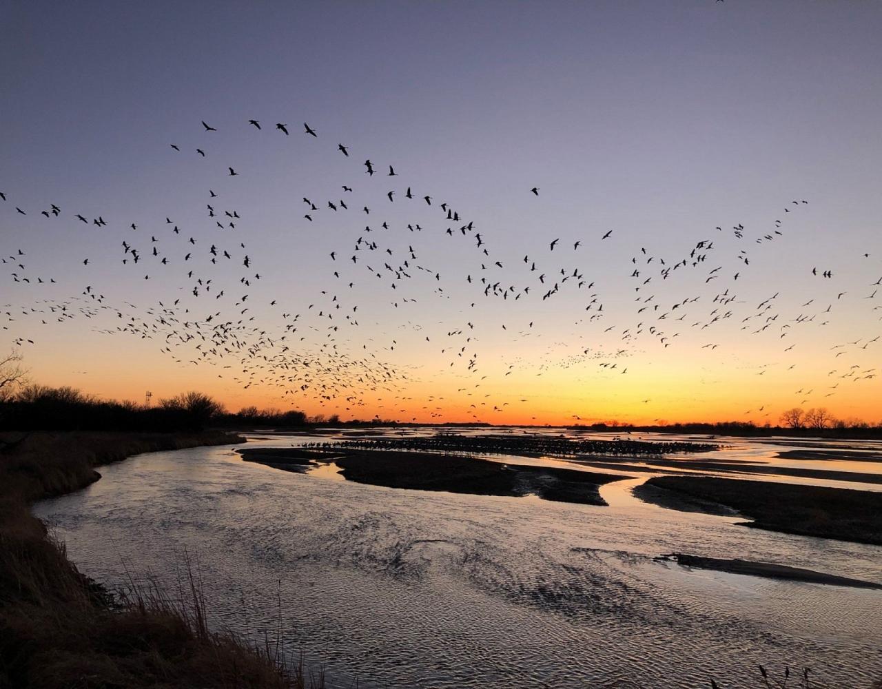 Birding Nebraska, Platte River, Bird watching Nebraska, Audubon Rowe Sanctuary, Naturalist Journeys, Wildlife Tour, Wildlife Photography, Ecotourism, Specialty Birds, Birding Hotspot, Sandhill Cranes